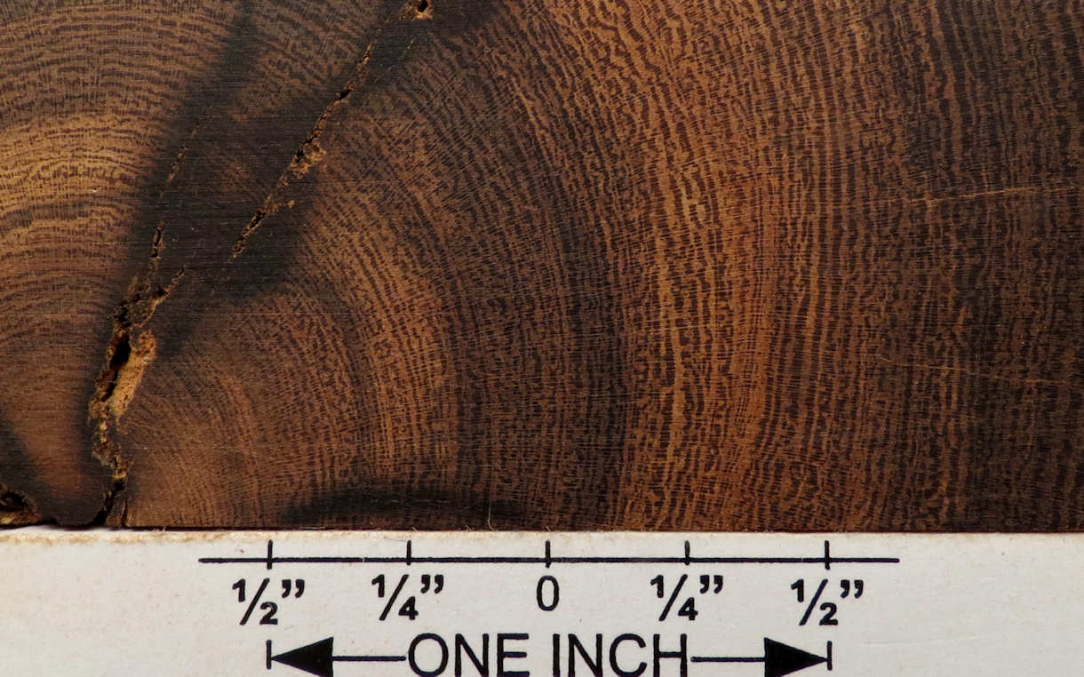 ironwood, desert 14 end grain b closeup s50 plh.jpg